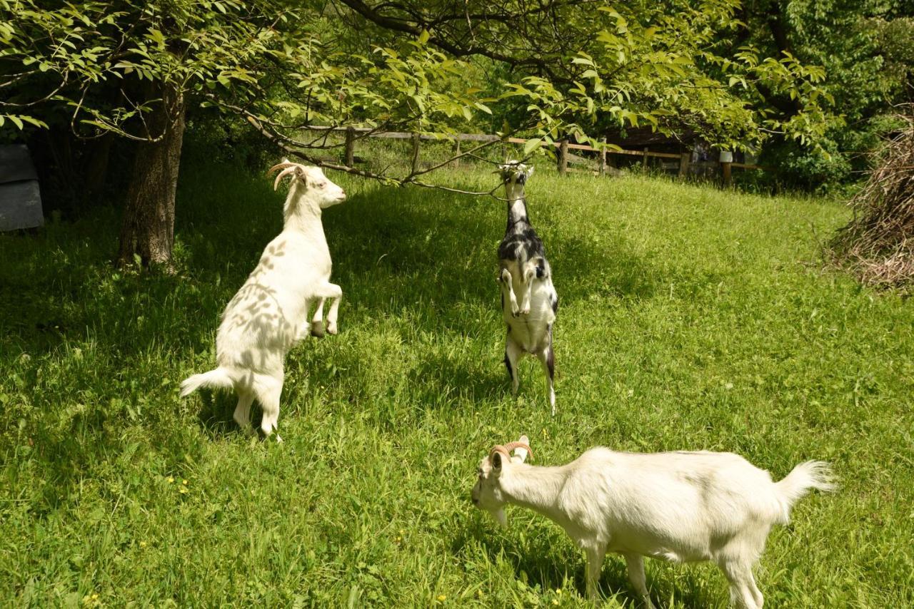 Cisówka Pokoje Gościnne Piwniczna-Zdroj Exterior foto