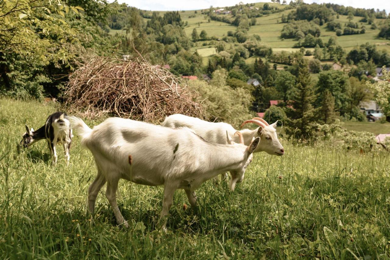 Cisówka Pokoje Gościnne Piwniczna-Zdroj Exterior foto